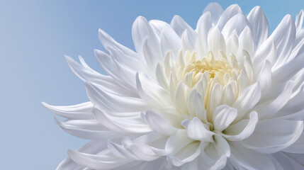 A breathtaking close-up reveals the delicate, pristine white petals of a chrysanthemum flower with a soft yellow center against a serene and light blue background.