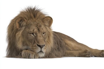 Obraz premium Majestic male lion resting, showcasing its thick mane and powerful physique.