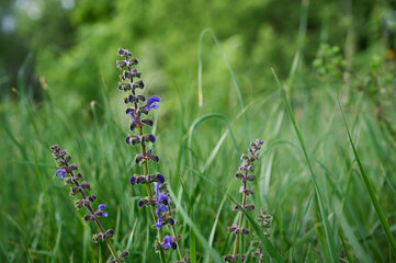Blooming meadow clary (Salvia pratensis).