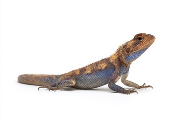 Obraz premium Close-up of a vibrant lizard against a white backdrop.