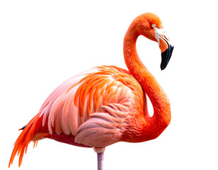 Obraz premium Flamingo's Vibrant Plumage, Transparent Background