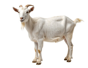 Obraz premium White Goat Stands, Transparent Background