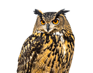 Majestic Owl:  Feathers, Eyes, Night Hunter,  Transparent Background
