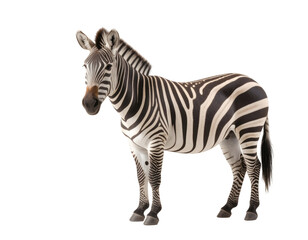 Fototapeta premium Striped Zebra Stands, Transparent Background