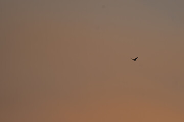 A bird silhouette against a vibrant sunset dominates this evocative image. The bird, silhouetted in a dark hue, is in mid flight.