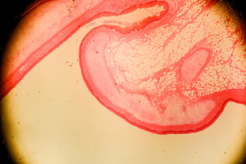 Human larynx under microscope showing vocal cords and cartilage l