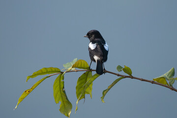 A beautiful Pied bush chat perched gracefully on a slender branch against a soft, green blurred background.