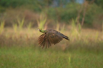A stunning capture of a peacock in full flight, showcasing its vivid blue green plumage and striking brown wings against a blurred green meadow background.