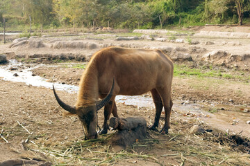 cape buffalo in the wild