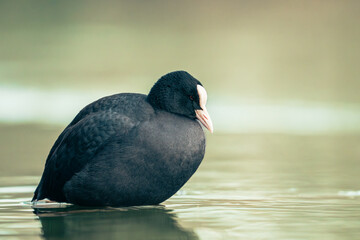 Coot on wather (Fulica atra)