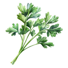Parsley A Single Branch, watercolor vector, isolated on a white background.