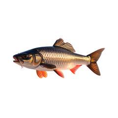 Detailed depiction of a freshwater fish, exhibiting vibrant colors and scales