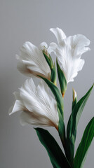 Fototapeta premium An elegant close up of two white Gladiolus flowers with textured petals and vibrant green leaves displayed against a soft gray backdrop exudes natural beauty.