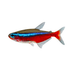 Brilliant neon tetra showcasing vibrant colors isolated on a clean backdrop