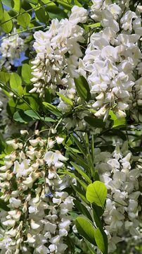 Bees collect nectar from acacia flowers