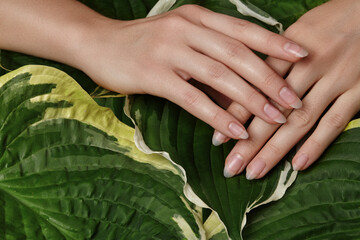 Fototapeta premium Beautiful Female Palms with Perfect French Manicure on Green Leaves Background. Natural Cosmetic for Hand Care. Light Nails Polish, Clean Soft Skin.