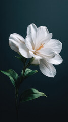 A stunning close-up captures the elegant beauty of a pure white camellia flower in full bloom, complemented by vibrant green leaves against a dark background.