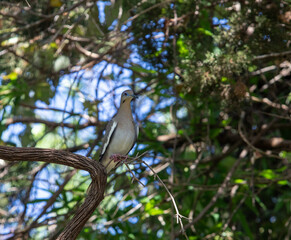 Mourning dove perched on limb surrounded by greenery