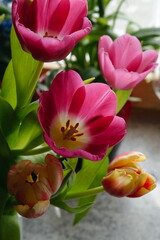 Tulpenblüten - Tulpenstrauß
