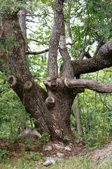 Base Of An Old, Gnarled Tree With Thick, Textured Trunk And Several Large Cut Branches Showing Tree Rings, Standing In A Forest Environment. Ancient Wood Texture.