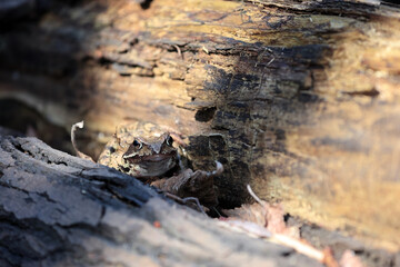 A Common Brown Frog (Rana Temporaria) Cautiously Peeking Out From Its Hiding Spot Behind A Textured Wooden Log And Dry Leaves. Wildlife Camouflage In Forest.
