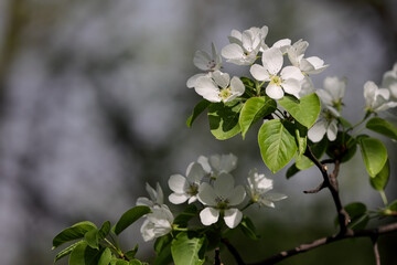 Elegant Branch Of A Blooming Pear Tree With Pure White Flowers And Bright Green Leaves, Contrasting Against A Dark, Out-Of-Focus Background. Springtime Floral Close-Up.