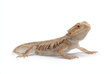 Obraz premium Young bearded dragon lizard on white background.