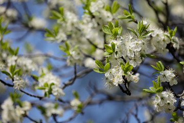 Abundant White Blossoms Of A Plum Tree (Or Similar Prunus Species) With Fresh Green Leaves Set Against A Softly Blurred Blue Sky, Creating A Springtime Vibe.
