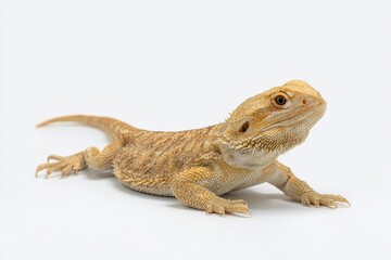 Fototapeta premium A young bearded dragon lizard basks in the studio light.