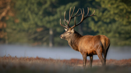 Obraz premium Majestic red deer in golden morning light, serene forest backdrop. A moment of natural grace and tranquility. 