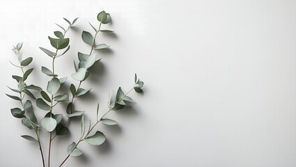 olive branch on a white background