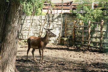 Deer in the zoo. Close-up