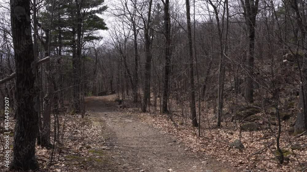 Poster a path that allows movement through the mountain with a forest at the beginning of spring. a breatht