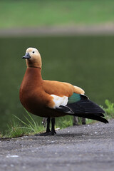 Full Body Portrait Of An Elegant Ruddy Shelduck (Tadorna Ferruginea) Standing Near The Edge Of A Pond. Detailed Orange-Brown Plumage And Green Wing Patch Visible.