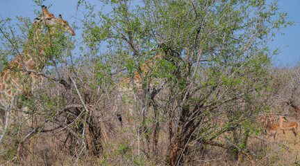 Giraffen im Busch vom Krüger National Park - Kruger Nationalpark Südafrika