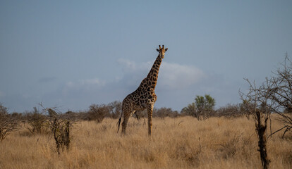 Afrikanische Tiere Giraffe im Busch vom Krüger National Park - Kruger Nationalpark Südafrika