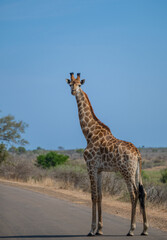 Afrikanische Tiere Giraffe im Busch vom Krüger National Park - Kruger Nationalpark Südafrika