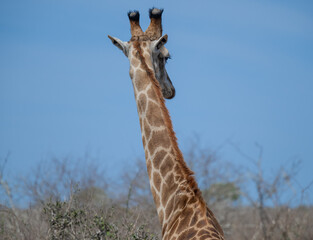 Afrikanische Tiere Giraffe im Busch vom Krüger National Park - Kruger Nationalpark Südafrika