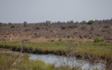 Afrikanische Tiere Giraffe im Busch vom Krüger National Park - Kruger Nationalpark Südafrika