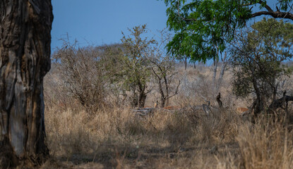 Busch im Krüger National Park - Kruger Nationalpark