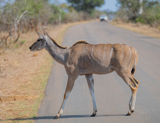 Kudu im Krüger National Park - Kruger Nationalpark Südafrika