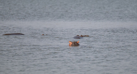 Flusspferd genannt Nilpferd - Hippo, im Krüger National Park - Kruger Nationalpark Südafrika