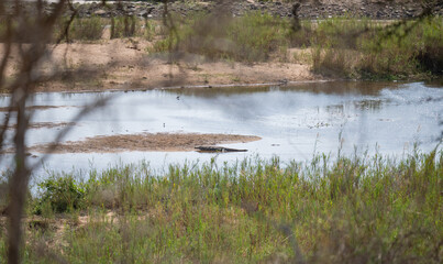 Afrikanische Tiere, Nilkrokodil im Krüger National Park - Kruger Nationalpark Südafrika