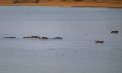 Flusspferd genannt Nilpferd - Hippo, im Krüger National Park - Kruger Nationalpark Südafrika