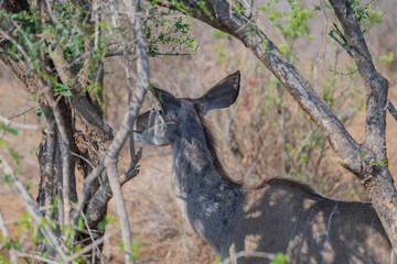 Kudu im Krüger National Park - Kruger Nationalpark Südafrika