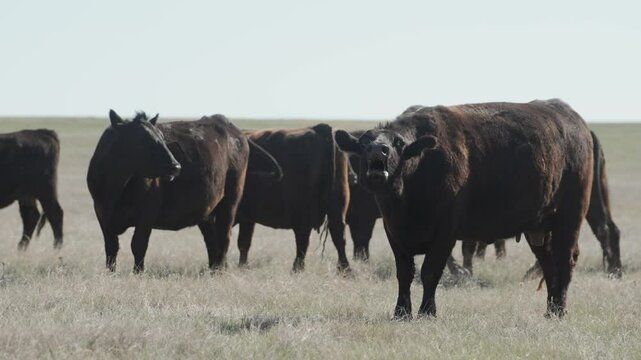 Cows mooing in prairie grassland