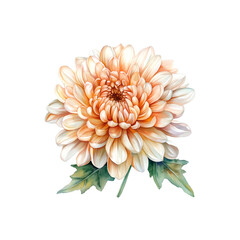  watercolor chrysanthemum bloom with delicate petals isolate background