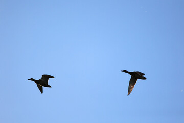 Silhouette Of Two Ducks, Possibly Mallards, Flying In Formation Across A Vast Clear Blue Sky. Concept Of Freedom, Migration, Or Wildlife In Motion.