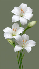 Fototapeta premium Elegant bouquet showcasing three pristine white lilies in full bloom, complemented by delicate green buds and stems against a soft, muted olive green background.