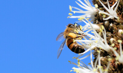 Western Honey Bee (Apis mellifera) collecting nectar and pollen from grass tree flowers, South Australia